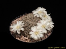 Sulcorebutia roberto-vasquezii WK986-24 2042